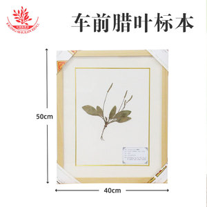Les spécimens végétaux conservés dans des flacons en verre pour une conservation à long terme peuvent être utilisés dans la création d'herbaires. - Product Image 5