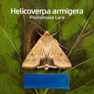Piège à phéromones Helicoverpa Armigera pour la chenille du coton, à libération lente, pour la surveillance et la capture en masse des capillaires rouges - Product Image 2