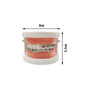 Modelo Anatómico de Ortodoncia con Autobloqueo 1/4, Soportes de Resina Plástica PVC, Modelos Dentales MX-070, Educación y Enseñanza al Paciente - Product Image 6