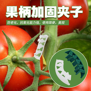 Outil de pliage de plantes Haihua, pince en plastique pour tiges de tomates, attache de renforcement verte pour support de jardinage - Product Image 5