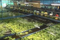 Ligne de production automatique de purée de banane avec stérilisateur alimentaire, capacité de 0,5 à 50 t/h, 220 V/380 V