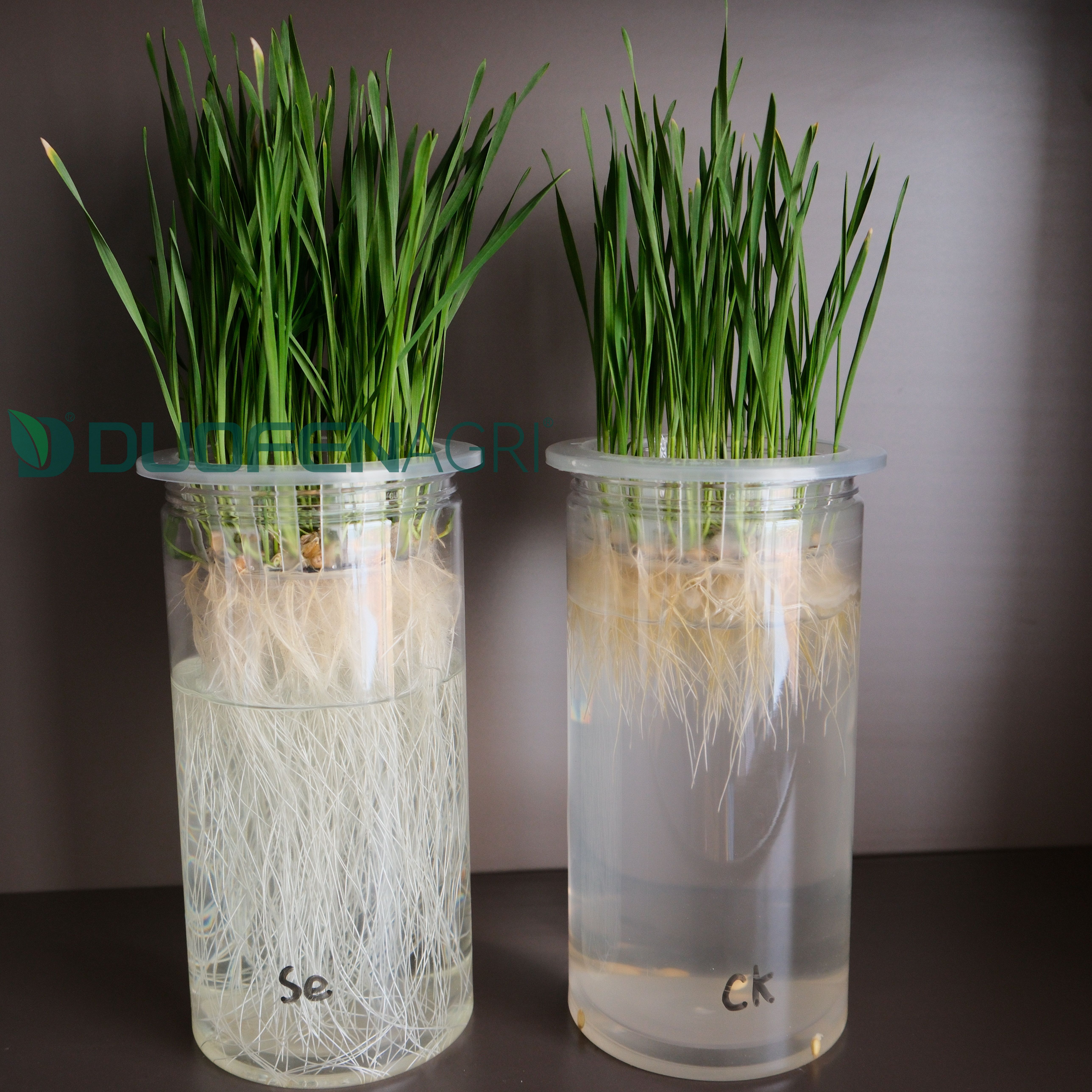 Organic Liquid Boron Foliar Fertilizer Manufacturer for Orchards image 6