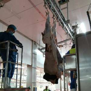 Machinerie d'abattage de moutons entièrement automatisée et motorisée pour <span class=keywords><strong>abattoir</strong></span> de moutons et usine de découpe de viande - Product Image 4