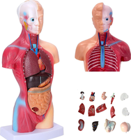 Science médicale tête coeur corps entier anatomie modèle d'éducation plastique 28cm 3D taille réelle torse squelette humain modèle d'anatomie