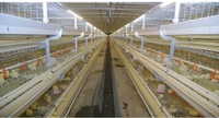 Cage automatique en batterie pour poules pondeuses de type A ferme avicole pour le Nigeria Kenya Guinée