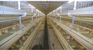 Gia cầm Thiết bị nuôi gà lớp lồng hoàn toàn tự động hệ thống pin - Product Image 4