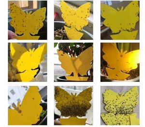 Trampa Adhesiva para Insectos de Forma Linda, Color Amarillo, Doble Cara, No Tóxica, Decorativa, para Interiores, Exteriores y Jardín - Product Image 4