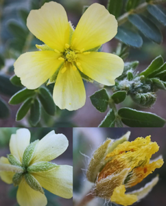 Pasokan pabrik ekstrak herbal Tribulus Terrestris alami murni ekstrak Tribulus terreseis ekstrak 40%-90% bubuk Saponin untuk suplemen - Product Image 3