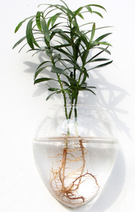 ตู้ปลาทรงกลมมาริโมผสม พร้อมต้นไม้ประดับในน้ำ ต้นไม้ไม้เลื้อย ดอกไม้ ต้นไม้จิ๋วในภาชนะทรงเรขาคณิต แจกันทรงกลมสำหรับงานแต่งงาน ต้นไม้ประดับในน้ำพร้อมมอสบอล - Product Image 4