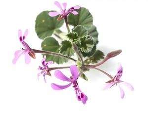 Precio al por mayor <span class=keywords><strong>Pelargonium</strong></span> Sidoides en polvo natural para la salud - Product Image 4