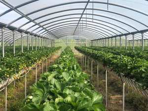 Multi-span Arco Di Plastica Pellicola Serra Pomodoro Serra Fragola Serra - Product Image 2