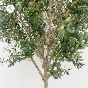 Grand olivier artificiel en plastique de 260 cm, à feuillage persistant, pour la décoration de <span class=keywords><strong>jardin</strong></span> et d'intérieur, résistant, décoration d'anniversaire - Product Image 3