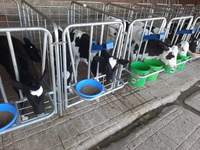 Cage à veaux robuste de haute qualité en acier galvanisé massif, à montage rapide, à vendre