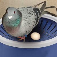 Nouveaux bols de nidification d'oiseaux en plastique PP bleu 21*5.5CM pour Pigeons cailles petits oiseaux Pigeon élevage lit d'éclosion