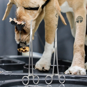 CJH Veterinary Outpatient Surgery Vascular <span class=keywords><strong>Forceps</strong></span> Alat Bedah Profesional Instrumen Medis Baja Tahan Karat Untuk Hewan Besar - Product Image 5