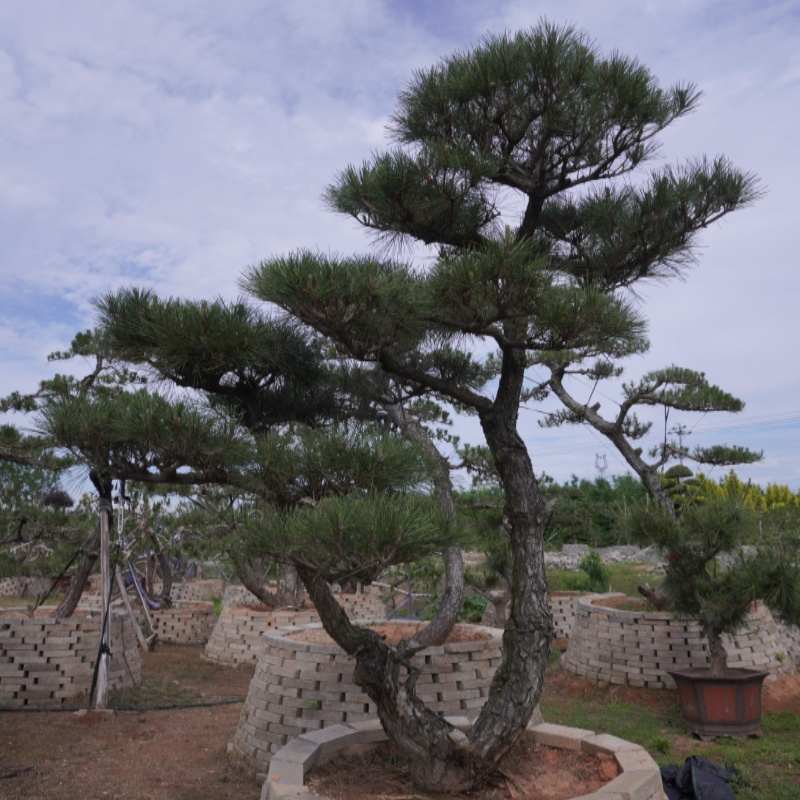 Pinus Thunbergii Parl. Фигурный сельскохозяйственный продукт для украшения