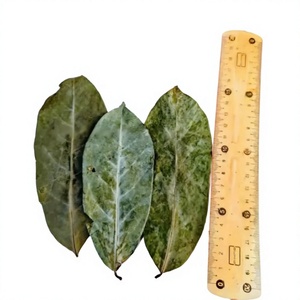 Graviola Seca 100% Pura, Secada al Sol, Material para Té Herbal Tropical, Directo de Vietnam, 99 GD, 1 kg, 18 Meses de Caducidad - Product Image 1