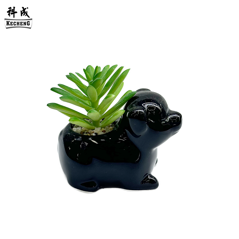 Cucciolo nero (miscela succulenta)