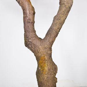 <span class=keywords><strong>Olivier</strong></span> <span class=keywords><strong>géant</strong></span> artificiel de 10 pieds <span class=keywords><strong>pour</strong></span> l'intérieur et l'extérieur, plante verte artificielle personnalisée - Product Image 5