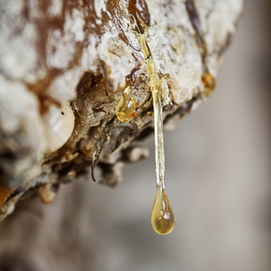 ธรรมชาติอินเดียน้ำมันธรรมชาติ pvt. Gurjun น้ำมันหอมระเหยน้ำมันหอมระเหยบริสุทธิ์100% กลิ่นสดชื่นได้รับการรับรอง GMP - Product Image 1