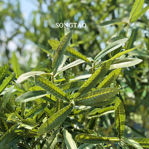 Alberi Artificiali in Fibra di Vetro Grandi Alberi di Ulivo Artificiali per Decorazione Ristorante Vendita all'Ingrosso - Product Image 5