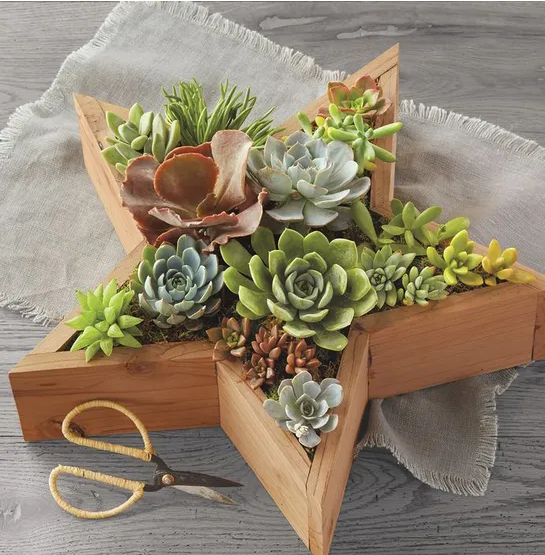 JUNJI Reclaimed Wood Succulent Planter - Star-Shaped Decor