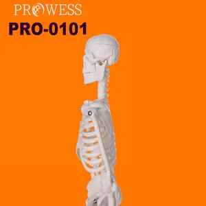 Pro-0101 Hot Bán hàng không thể phá vỡ cuộc sống-kích thước bộ xương tiêu chuẩn ổn định đứng 170cm cao PVC dành cho người lớn Nhựa Bộ xương người mô hình