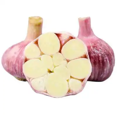 Green Garlic New Crop Fresh Garlic Green Vegetables from China Export Spain Indonesia