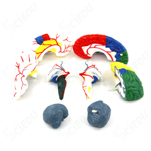 Cơ thể con người giải phẫu mô hình Não Phải khoa học y tế Mô hình giải phẫu mô hình não người - Product Image 2