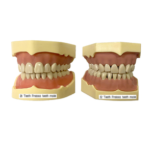 Nha khoa Modle tiêu chuẩn cho nghiên cứu nha khoa mô hình giáo dục học sinh nha khoa - Product Image 1