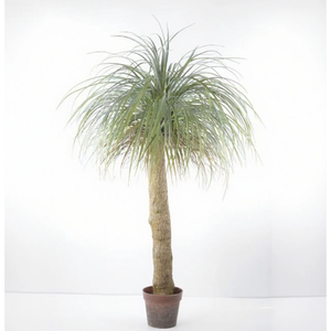 Venta al por mayor Artificial Dracaena Marginata Tree UV Protected Uso al aire libre Alturas personalizadas 1,5-4M OEM aceptado - Product Image 2