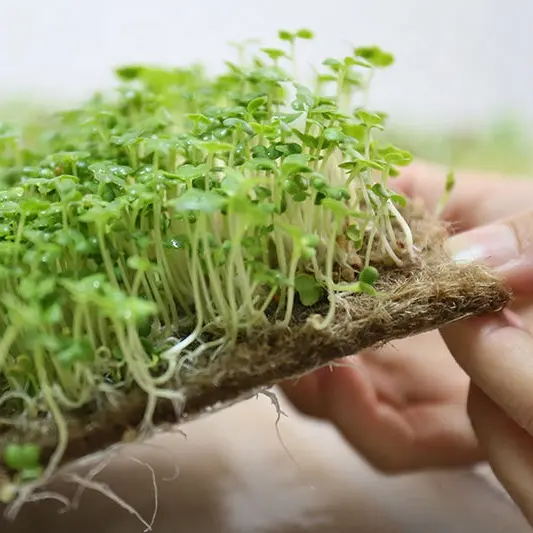 Hanf-Wachstums matte 100% natürliche Jute faser Biologisch abbaubar für die Aussaat von Micro green Micro Green