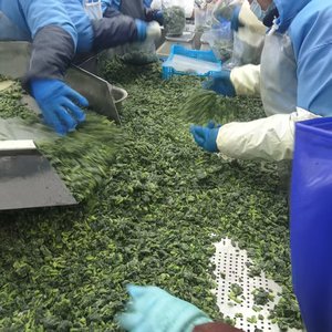 <span class=keywords><strong>Espinaca</strong></span> Picada <span class=keywords><strong>Congelada</strong></span> IQF al por Mayor para Fábricas de Alimentos, Alta en Hierro, Conserva el Color, Suministro de 10 kg/Caja, Bolas de <span class=keywords><strong>Espinaca</strong></span> <span class=keywords><strong>Congelada</strong></span> - Product Image 2