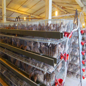 Loại mới của theo chiều dọc và bước hình thang chim cút nuôi set thu trứng cút lồng - Product Image 2