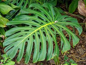 Monstera Deliciosa: Premium Swiss Cheese Plant Large Leaf Tropical Indoor Foliage Supplier - Product Image 3