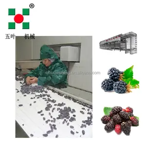 High Quality 1000kg/H IQF Quick Freezing Machine Tunnel Quick Freezer for Seafood Processing