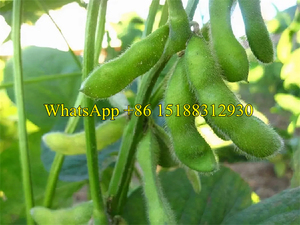 Machine de cueillette edamame facile à utiliser/machine de cueillette de gousses de soja vert haute capacité/cueilleuse de pois - Product Image 6