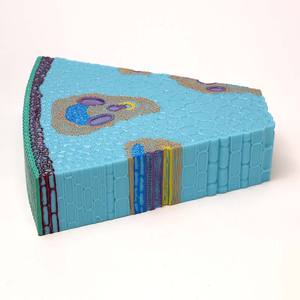 Modelo de célula de planta, monóculo - Product Image 6