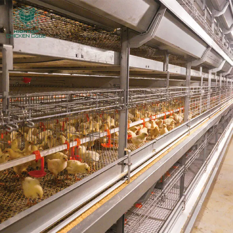 Cage à volaille de Type H, Cage à poulet pour élevage de bébé à vendre