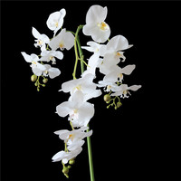 Réaliste orchidée avec sol pot orchidée artificielle en pot pour la décoration de jardin
