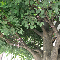 Bestseller Künstlicher Baum Fiberglas-Kunststoff-Bäume Künstlicher Großer Banyan-Ficus-Baum Zweige für Innen- und Außendekoration