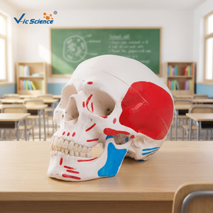Modèle de crâne <span class=keywords><strong>musculaire</strong></span> <span class=keywords><strong>humain</strong></span> en 3 parties, <span class=keywords><strong>squelette</strong></span> de fœtus pour la formation médicale dans les écoles et les hôpitaux - Product Image 4