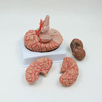 Modelo de Anatomía Cerebral para Enseñanza Médica DARHMMY, Hecho de PVC, Compuesto por 9 Partes