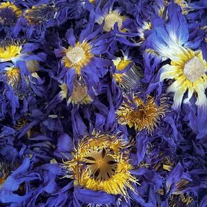Té de Loto Azul a Granel Estándar Europeo, Flores Completamente Secas, CALIDAD SUPERIOR, Bolsita para Fumar <span class=keywords><strong>Lucid</strong></span> <span class=keywords><strong>Dreaming</strong></span> XANADU, 25g/Paquete - Product Image 4