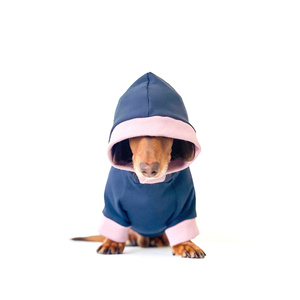 Qiqu Pet Supplies Custom New Designer Bamboo Cotton Warm Fleece <strong>Dog</strong> Hoodie Olive Green Dachshund <strong>Clothes</strong> <strong>Sausage</strong> <strong>Dog</strong> <strong>Clothes</strong> - Product Image 5