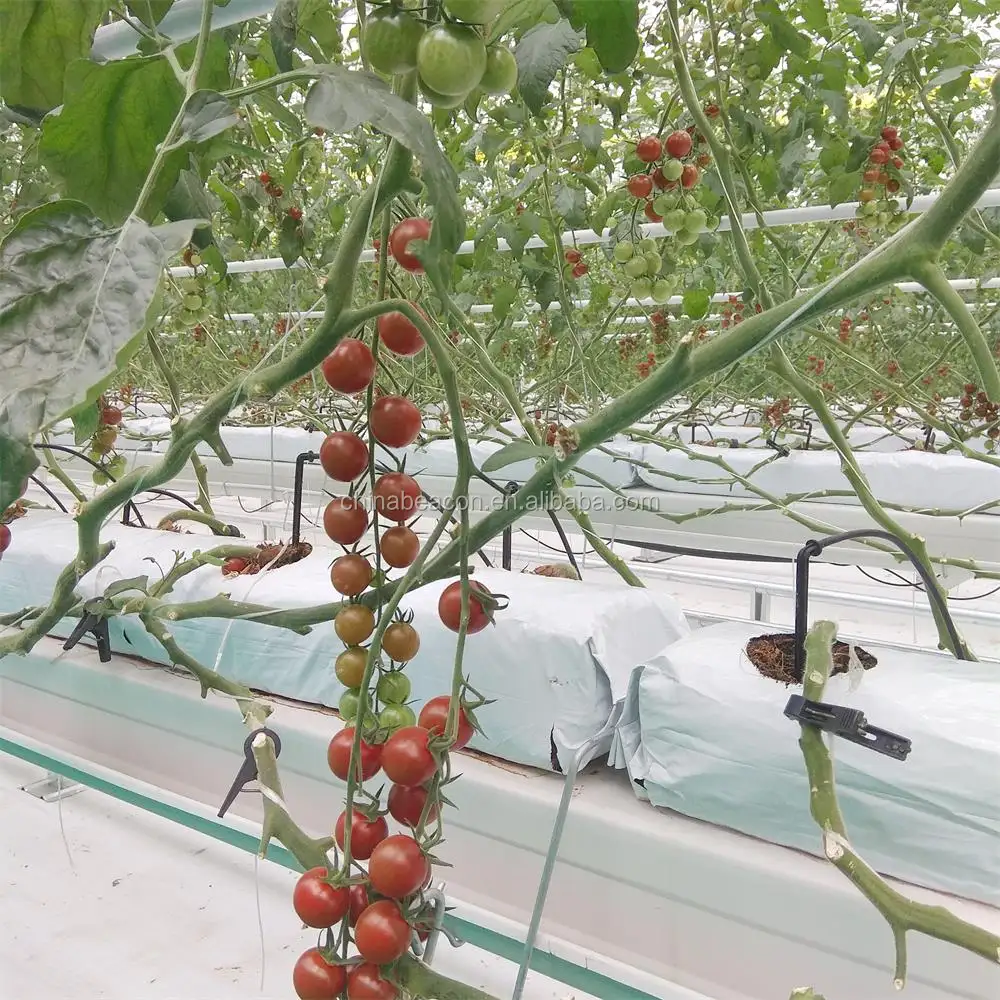 Hydrokultur und Substrat Tomate Wachsenden System Liefert