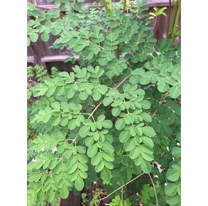 Feuilles de Moringa pures offrant un soutien naturel à base de plantes pour la santé immunitaire, l'énergie, la vitalité, le bien-être digestif et l'ensemble du système. - Product Image 2
