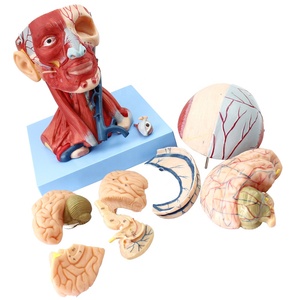 Modelo anatómico de <span class=keywords><strong>cabeza</strong></span> <span class=keywords><strong>y</strong></span> <span class=keywords><strong>cuello</strong></span> humano Modelo anatómico del cerebro - Product Image 2