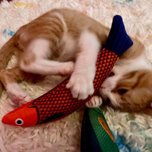 <b>Pet</b> Supplies <b>Toys</b> <b>for</b> <b>Pets</b> Fish Soft Durable <b>Interactive</b> Cat Kicker <b>Toys</b> Fish Shape Catnip Chewing <b>Interactive</b> Movement <b>Toy</b> - Product Image 2