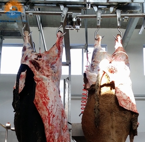 Crochets <span class=keywords><strong>de</strong></span> transport robustes pour carcasses <span class=keywords><strong>de</strong></span> bétail, viande <span class=keywords><strong>de</strong></span> bœuf, crochets à rouleaux pour ligne <span class=keywords><strong>de</strong></span> traitement d'abattage <span class=keywords><strong>de</strong></span> bovins, rail tubulaire en SUS304, poulie <span class=keywords><strong>de</strong></span> transport - Product Image 5